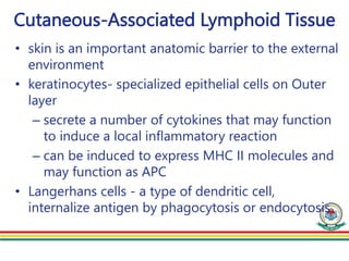 Cutaneous-Associated Lymphoid Tissue
• skin is an important anatomic barrier to the external
environment
• keratinocytes- specialized epithelial cells on Outer
layer
– secrete a number of cytokines that may function
to induce a local inflammatory reaction
– can be induced to express MHC II molecules and
may function as APC
• Langerhans cells - a type of dendritic cell,
internalize antigen by phagocytosis or endocytosis
 