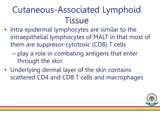 Cutaneous-Associated Lymphoid
Tissue
• Intra epidermal lymphocytes are similar to the
intraepithelial lymphocytes of MALT in that most of
them are suppresor-cytotoxic (CD8) T cells
– play a role in combating antigens that enter
through the skin
• Underlying dermal layer of the skin contains
scattered CD4 and CD8 T cells and macrophages
 
