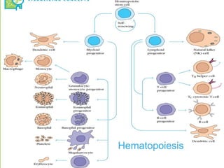 Hematopoiesis
 