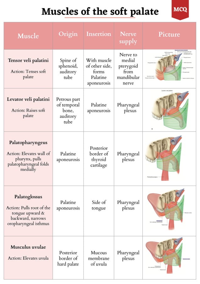 Velar Ridge Oral cavity, palate & tongue Anatomy.pdf