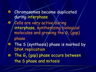 Chromosomes become duplicated
during interphase
Cells are very active during
interphase, synthesizing biological
molecules and growing the G1
(gap)
phase
The S (synthesis) phase is marked by
DNA replication
The G2
(gap) phase occurs between
the S phase and mitosis
 