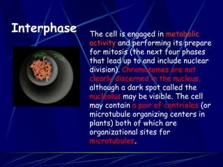 Interphase The cell is engaged in metabolic
activity and performing its prepare
for mitosis (the next four phases
that lead up to and include nuclear
division). Chromosomes are not
clearly discerned in the nucleus,
although a dark spot called the
nucleolus may be visible. The cell
may contain a pair of centrioles (or
microtubule organizing centers in
plants) both of which are
organizational sites for
microtubules.
 