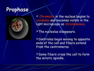 Prophase
 Chromatin in the nucleus begins to
condense and becomes visible in the
light microscope as chromosomes.
The nucleolus disappears.
Centrioles begin moving to opposite
ends of the cell and fibers extend
from the centromeres.
Some fibers cross the cell to form
the mitotic spindle.
 