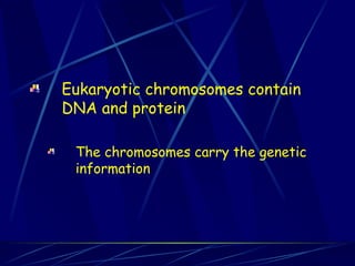 Eukaryotic chromosomes contain
DNA and protein
The chromosomes carry the genetic
information
 