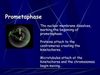 Prometaphase
The nuclear membrane dissolves,
marking the beginning of
prometaphase.
Proteins attach to the
centromeres creating the
kinetochores.
Microtubules attach at the
kinetochores and the chromosomes
begin moving.
 