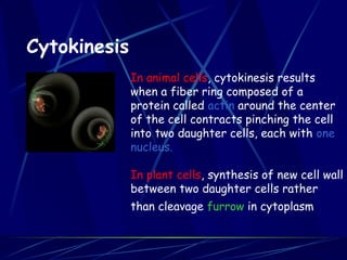 Cytokinesis
In animal cells, cytokinesis results
when a fiber ring composed of a
protein called actin around the center
of the cell contracts pinching the cell
into two daughter cells, each with one
nucleus.
In plant cells, synthesis of new cell wall
between two daughter cells rather
than cleavage furrow in cytoplasm
 