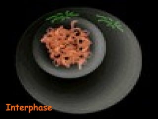 Interphase
 