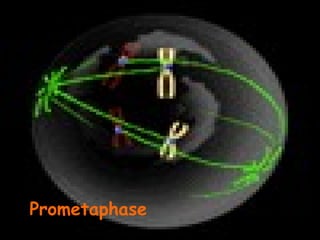 Prometaphase
 