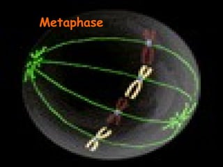 Metaphase
 