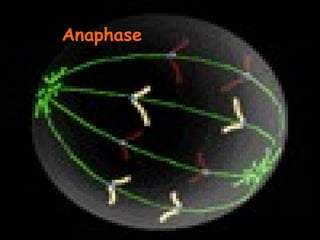 Anaphase
 