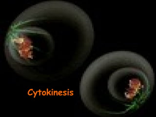 Cytokinesis
 