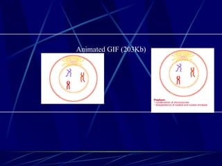 Animated GIF (203Kb)
 