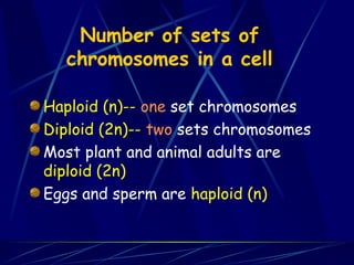 Number of sets of
chromosomes in a cell
Haploid (n)-- one set chromosomes
Diploid (2n)-- two sets chromosomes
Most plant and animal adults are
diploid (2n)
Eggs and sperm are haploid (n)
 