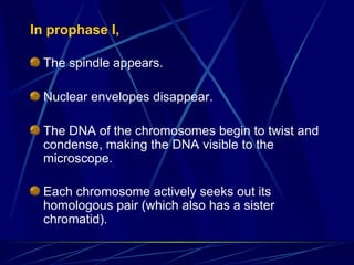 In prophase I,
The spindle appears.
Nuclear envelopes disappear.
The DNA of the chromosomes begin to twist and
condense, making the DNA visible to the
microscope.
Each chromosome actively seeks out its
homologous pair (which also has a sister
chromatid).
 