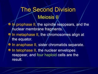 The Second Division
Meiosis II
In prophase II, the spindle reappears, and the
nuclear membrane fragments.
In metaphase II, the chromosomes align at
the equator.
In anaphase II, sister chromatids separate.
In telophase II, the nuclear envelopes
reappear, and four haploid cells are the
result.
 