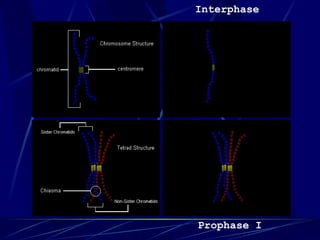 Prophase I
Interphase
 