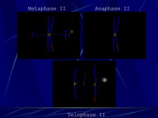 Metaphase II Anaphase II
Telophase II
 