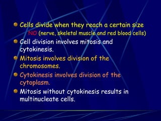 Cells divide when they reach a certain size
NO (nerve, skeletal muscle and red blood cells)
Cell division involves mitosis and
cytokinesis.
Mitosis involves division of the
chromosomes.
Cytokinesis involves division of the
cytoplasm.
Mitosis without cytokinesis results in
multinucleate cells.
 