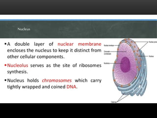 L1- CELL THEORY L2- CELL STRUCTURE AND FUNCTION - Copy.pptx