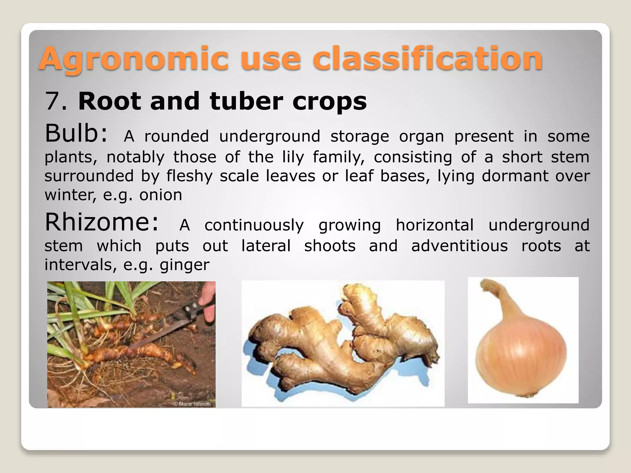 Classification of field crops | PPT