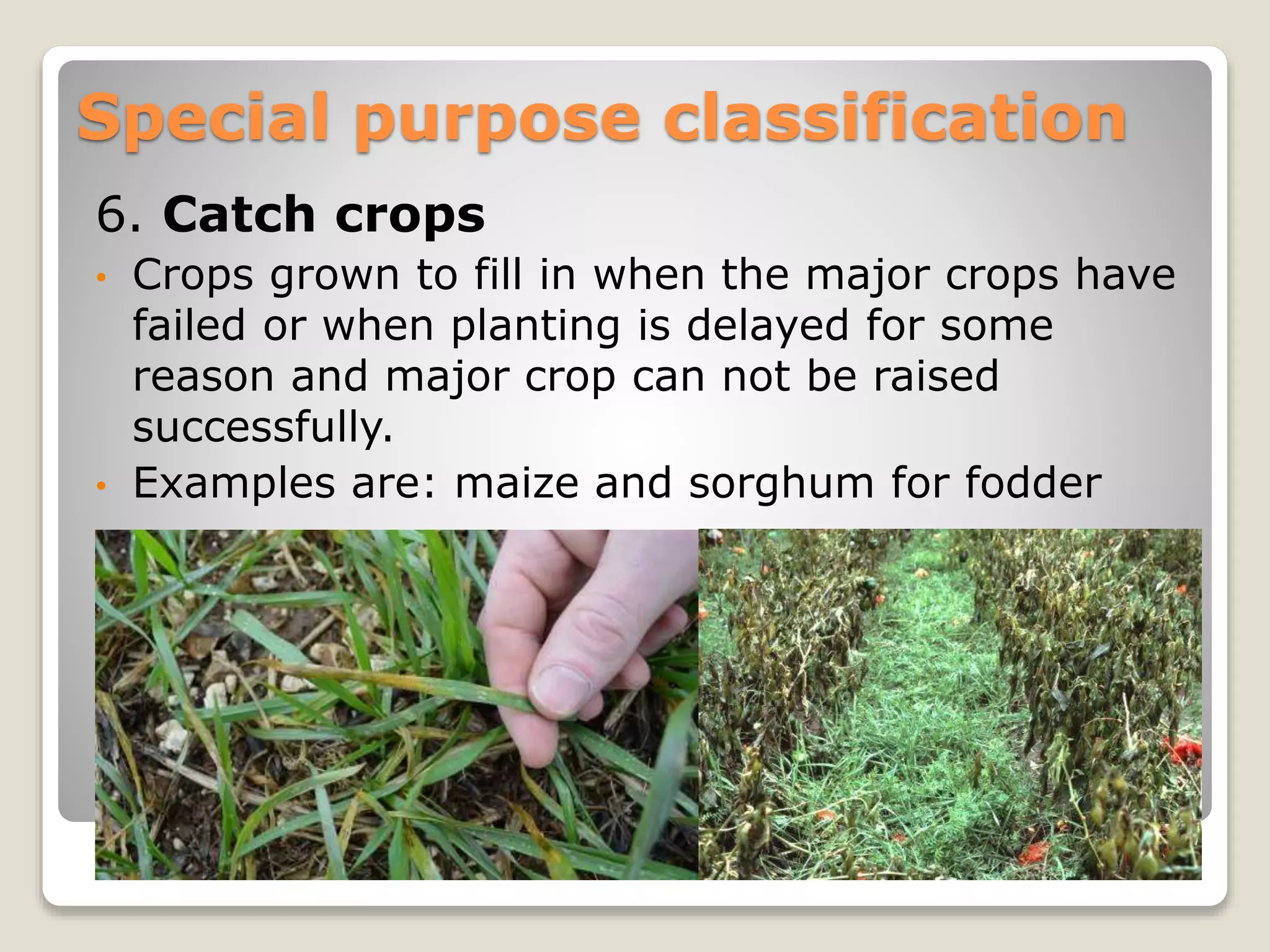 Classification of field crops | PPT
