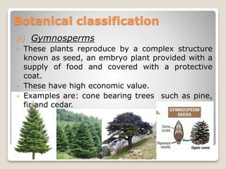(i) Gymnosperms
• These plants reproduce by a complex structure
known as seed, an embryo plant provided with a
supply of food and covered with a protective
coat.
• These have high economic value.
• Examples are: cone bearing trees such as pine,
fir and cedar.
Botanical classification
 