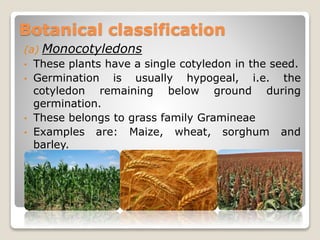 (a) Monocotyledons
• These plants have a single cotyledon in the seed.
• Germination is usually hypogeal, i.e. the
cotyledon remaining below ground during
germination.
• These belongs to grass family Gramineae
• Examples are: Maize, wheat, sorghum and
barley.
Botanical classification
 