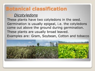 (b) Dicotyledons
These plants have two cotyledons in the seed.
Germination is usually epigeal, i.e. the cotyledons
come out above the ground during germination.
These plants are usually broad leaved.
Examples are: Gram, Soybean, Cotton and tobacco
Botanical classification
 