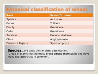 Rank Scientific name
Species Aestivum
Genus Triticum
Family Gramineae
Order Graminales
Subclass Monocotyledonae
Class Angiospermae
Division / Phylum Spermatophyta
Botanical classification of wheat
Species: the basic unit in plant classification.
“Group of plants that normally breed among themselves and have
many characteristics in common”.
 
