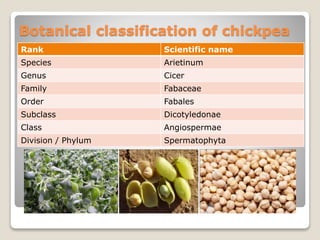 Botanical classification of chickpea
Rank Scientific name
Species Arietinum
Genus Cicer
Family Fabaceae
Order Fabales
Subclass Dicotyledonae
Class Angiospermae
Division / Phylum Spermatophyta
 