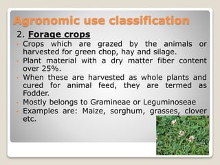 2. Forage crops
• Crops which are grazed by the animals or
harvested for green chop, hay and silage.
• Plant material with a dry matter fiber content
over 25%.
• When these are harvested as whole plants and
cured for animal feed, they are termed as
Fodder.
• Mostly belongs to Gramineae or Leguminoseae
• Examples are: Maize, sorghum, grasses, clover
etc.
Agronomic use classification
 