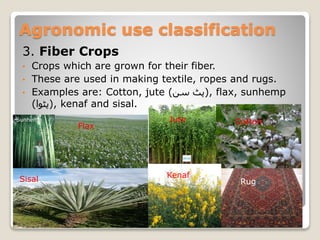 3. Fiber Crops
• Crops which are grown for their fiber.
• These are used in making textile, ropes and rugs.
• Examples are: Cotton, jute (‫سن‬ ‫,)پٹ‬ flax, sunhemp
(‫,)پٹوا‬ kenaf and sisal.
Agronomic use classification
CottonJute
Flax
Sunhemp
KenafSisal Rug
 