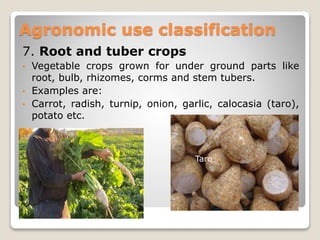 7. Root and tuber crops
• Vegetable crops grown for under ground parts like
root, bulb, rhizomes, corms and stem tubers.
• Examples are:
• Carrot, radish, turnip, onion, garlic, calocasia (taro),
potato etc.
Agronomic use classification
Taro
 
