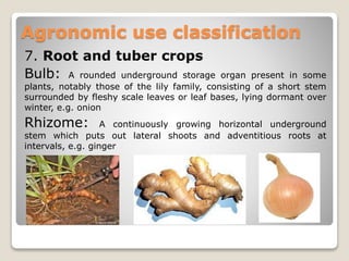 7. Root and tuber crops
Bulb: A rounded underground storage organ present in some
plants, notably those of the lily family, consisting of a short stem
surrounded by fleshy scale leaves or leaf bases, lying dormant over
winter, e.g. onion
Rhizome: A continuously growing horizontal underground
stem which puts out lateral shoots and adventitious roots at
intervals, e.g. ginger
Agronomic use classification
 