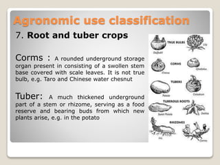 7. Root and tuber crops
Corms : A rounded underground storage
organ present in consisting of a swollen stem
base covered with scale leaves. It is not true
bulb, e.g. Taro and Chinese water chesnut
Tuber: A much thickened underground
part of a stem or rhizome, serving as a food
reserve and bearing buds from which new
plants arise, e.g. in the potato
Agronomic use classification
 