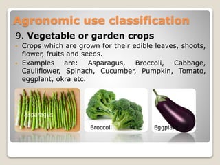 9. Vegetable or garden crops
• Crops which are grown for their edible leaves, shoots,
flower, fruits and seeds.
• Examples are: Asparagus, Broccoli, Cabbage,
Cauliflower, Spinach, Cucumber, Pumpkin, Tomato,
eggplant, okra etc.
Agronomic use classification
Asparagus
Broccoli Eggplant
 