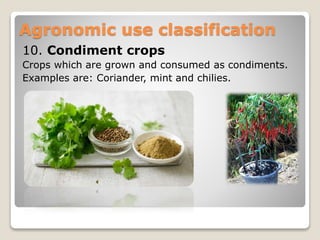 10. Condiment crops
Crops which are grown and consumed as condiments.
Examples are: Coriander, mint and chilies.
Agronomic use classification
 