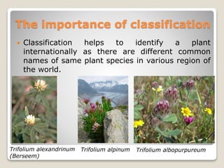  Classification helps to identify a plant
internationally as there are different common
names of same plant species in various region of
the world.
The importance of classification
Trifolium alexandrinum
(Berseem)
Trifolium alpinum Trifolium albopurpureum
 