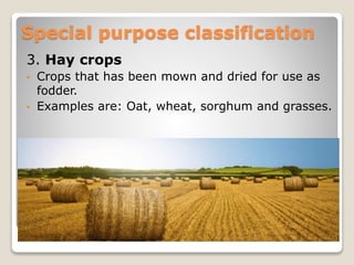 3. Hay crops
• Crops that has been mown and dried for use as
fodder.
• Examples are: Oat, wheat, sorghum and grasses.
Special purpose classification
 