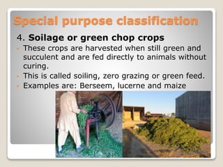 4. Soilage or green chop crops
• These crops are harvested when still green and
succulent and are fed directly to animals without
curing.
• This is called soiling, zero grazing or green feed.
• Examples are: Berseem, lucerne and maize
Special purpose classification
 
