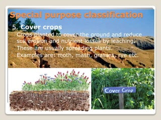 5. Cover crops
• Crops planted to cover the ground and reduce
soil erosion and nutrient losses by leaching.
• These are usually spreading plants.
• Examples are: moth, mash, grasses, rye etc.
Special purpose classification
 