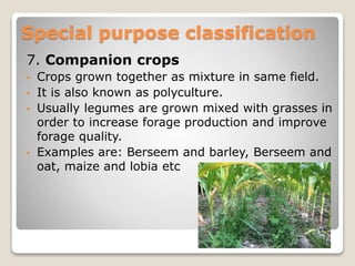 7. Companion crops
• Crops grown together as mixture in same field.
• It is also known as polyculture.
• Usually legumes are grown mixed with grasses in
order to increase forage production and improve
forage quality.
• Examples are: Berseem and barley, Berseem and
oat, maize and lobia etc
Special purpose classification
 