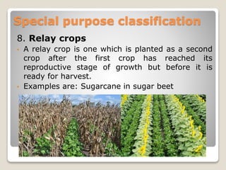 8. Relay crops
• A relay crop is one which is planted as a second
crop after the first crop has reached its
reproductive stage of growth but before it is
ready for harvest.
• Examples are: Sugarcane in sugar beet
Special purpose classification
 