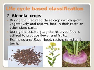 2. Biennial crops
• During the first year, these crops which grow
vegetatively and reserve food in their roots or
other plant parts.
• During the second year, the reserved food is
utilized to produce flower and fruits.
• Examples are: Sugar beet, radish, carrot and
turnip
Life cycle based classification
 