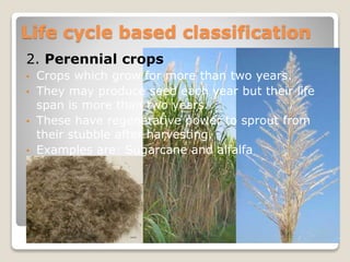 2. Perennial crops
• Crops which grow for more than two years.
• They may produce seed each year but their life
span is more than two years.
• These have regenerative power to sprout from
their stubble after harvesting.
• Examples are: Sugarcane and alfalfa
Life cycle based classification
 