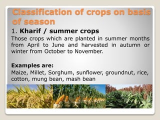 Classification of crops on basis
of season
1. Kharif / summer crops
Those crops which are planted in summer months
from April to June and harvested in autumn or
winter from October to November.
Examples are:
Maize, Millet, Sorghum, sunflower, groundnut, rice,
cotton, mung bean, mash bean
 