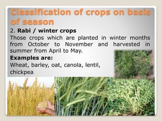 2. Rabi / winter crops
Those crops which are planted in winter months
from October to November and harvested in
summer from April to May.
Examples are:
Wheat, barley, oat, canola, lentil,
chickpea
Classification of crops on basis
of season
 