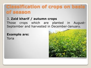 Classification of crops on basis
of season
3. Zaid kharif / autumn crops
Those crops which are planted in August-
September and harvested in December-January.
Example are:
Toria
 