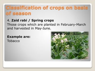 Classification of crops on basis
of season
4. Zaid rabi / Spring crops
Those crops which are planted in February-March
and harvested in May-June.
Example are:
Tobacco
 