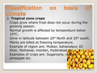Classification on basis of
climate
2. Tropical zone crops
• Crops grow where frost does not occur during the
growing season.
• Normal growth is affected by temperature below
10°C.
• Grow in latitude between 20° North and 20° south.
• Plants are killed at freezing temperature.
• Example of region are: Multan, bahawalpur, DI
khan, Peshawar, mardan, Hyderabad etc.
• Examples of crops are: Sugarcane, mango,
pineapple etc.
 